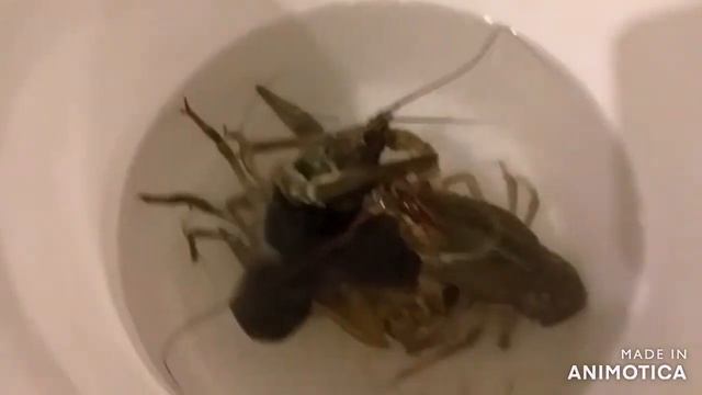 Ночная ловля раков, с лодки в реке Карповка смотреть онлайн