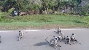 Лангуры в сафари парке Яла Шри Ланки
