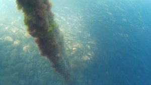 Рыбакам не смотреть. Поберегите свои нервы.Орджоникидзе. Крым