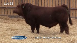 Lot52  Soderglen Select 2018 Bull Sale - Red Simmental