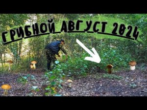 Грибы полянами в АВГУСТЕ 2024! Грибной лес полон ЧУДЕС!