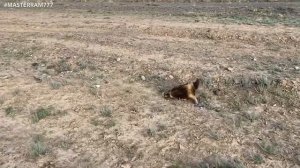 АХТУНГ и ПИСЕЦ КАЗАХСКОГО АУЛА!  Мастер Рэм Казахстан Чунджа 2023 г.