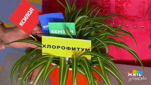 Комнатные растения против токсинов. Жить здорово! Фрагмент выпуска от 21.02.2017