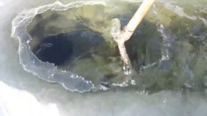 ЛОВИМ РЫБУ ЛОПАТОЙ. РЫБАЛКА НА ТЯГУ БЕЗ УДОЧКИ!!!