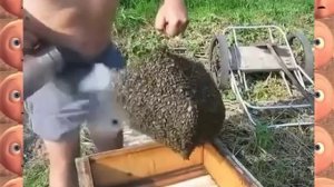 Пасечник перенес пчелиный рой в новый улей  Пчелы хозяина не кусают