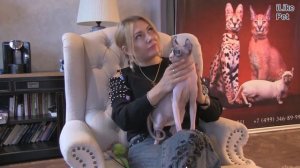 Кошка эльф: рассказ о породе из первых уст