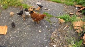 Цыплята голошейки с наседкой в месячном возрасте.