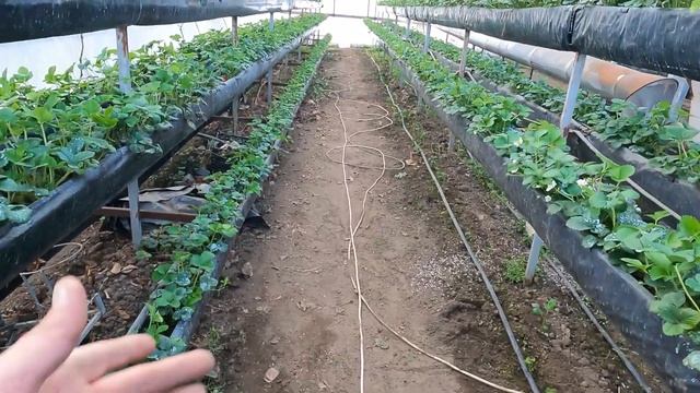 Опыление клубники в закрытых помещениях смотреть онлайн