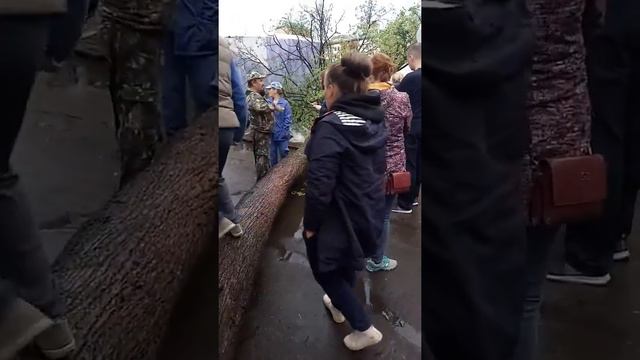 Ураганным ветром в Йошкар-Оле повалило дерево. Видео Дениса Короткова