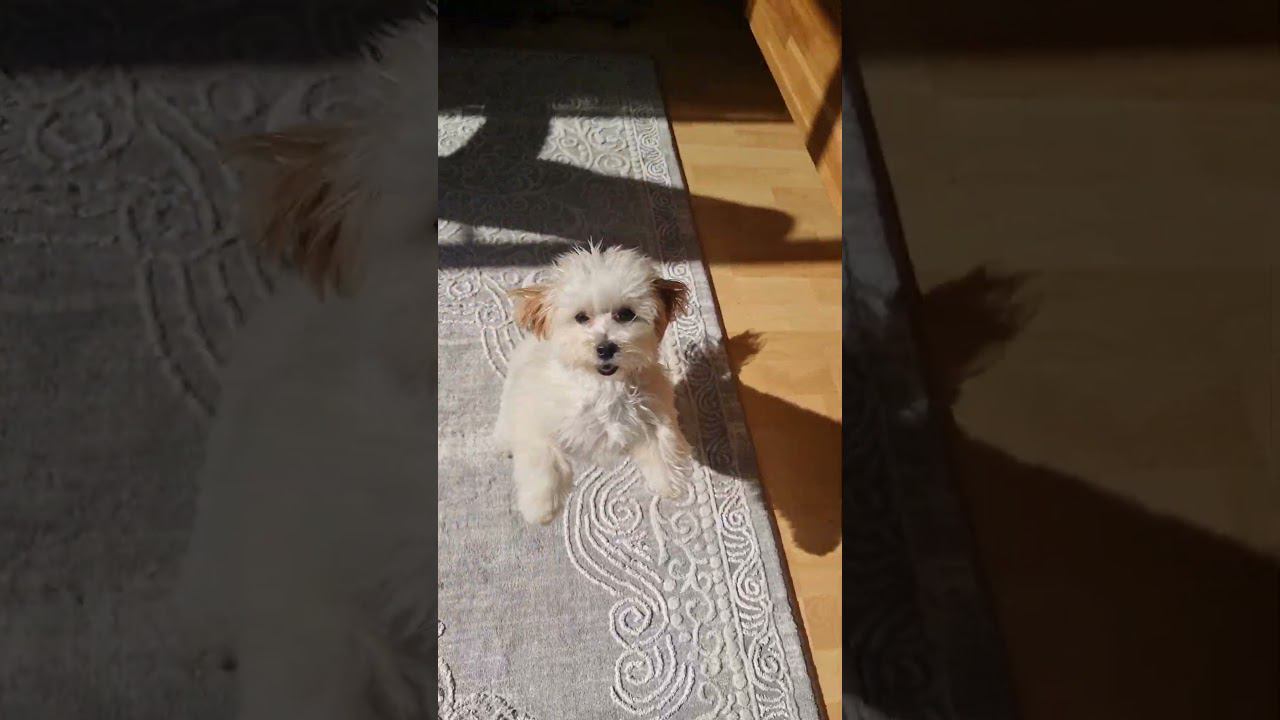 Как же быстро они растут.❤️ #мальтипу #maltipoo #babydog #puppy #dog #cute #собака #pets #toypoodle