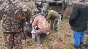 Охота на лося в Ярославской области.