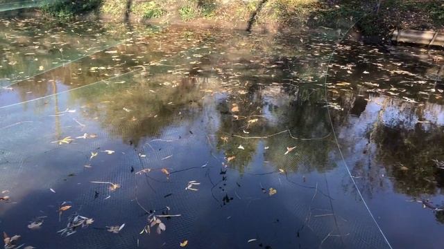Уход за прудом-водоемом. Часть 2. Вносим известняк. Сетка для защиты от листвы. Борьба с листвой.