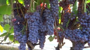 Канадис, урожай 2019