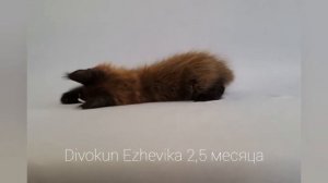 Кошечка породы мейн-кун Ежевика играет с мышкой