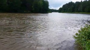 Батька Нёман. Голавль, щука, окунь на  воблер Pontoon21 Alter Idem42SP