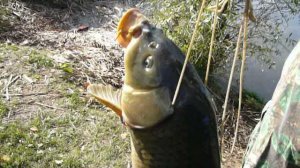 Рыбалка на Межуре трофей.