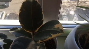 Обзор фикусов.