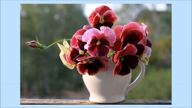 Анютины глазки смотреть онлайн