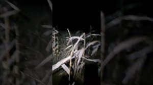 охота на енотовидную собаку с лайками