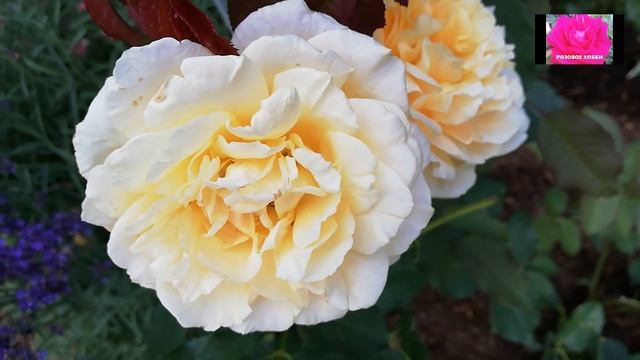 РОЗЫ. КОРДЕСОВСКАЯ ПЯТНИСТОСТЬ. ПРОФИЛАКТИКА И ЛЕЧЕНИЕ. смотреть онлайн