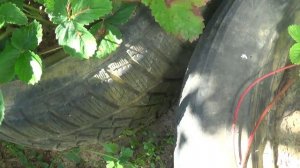 Клубника в покрышках