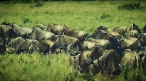 Стадо антилоп гну