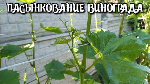 ПАСЫНКОВАНИЕ винограда.