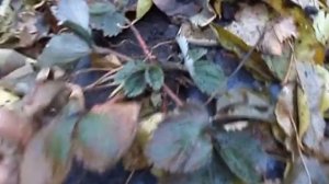 Посадка клубники под чёрную плёнку  часть 2 - результат.