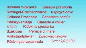 Птицы 40 видов птиц в одном видео и примеры их голосов