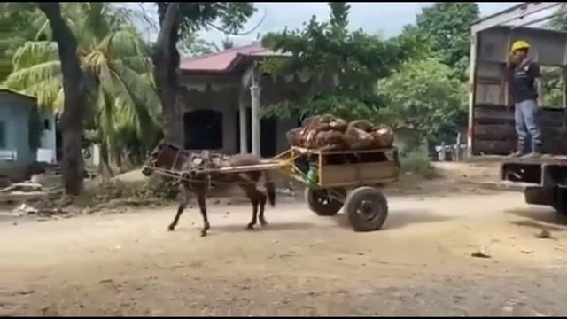 Осёл грузовик) Озвучка моя смотреть онлайн