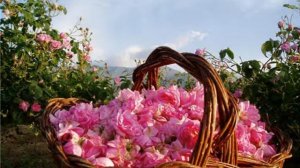 Ом Намо (Карунеш)