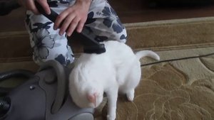 кот под пылесосом