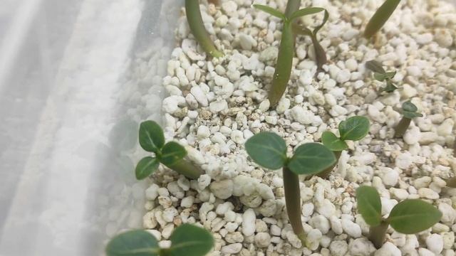 Сеянцам АДЕНИУМА 2 недели обзор НЕ ДОГЛЯДЕЛА #адениум #adenium смотреть онлайн