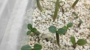 Сеянцам АДЕНИУМА 2 недели обзор НЕ ДОГЛЯДЕЛА #адениум #adenium