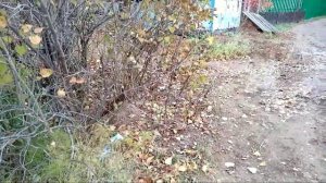 РЫБАЛКА НА КАРАСЯ ОСЕНЬЮ . ЛОВИМ НА МОРДУ ЭКРАН И НА РАКОЛОВКУ.