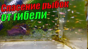 Спасение аквариумных рыбок от гибели!