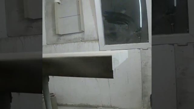 изготовление и покраска ступеней из ясеня
