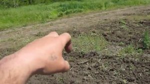 Дискование трактором ЮМЗ,часть вторая!