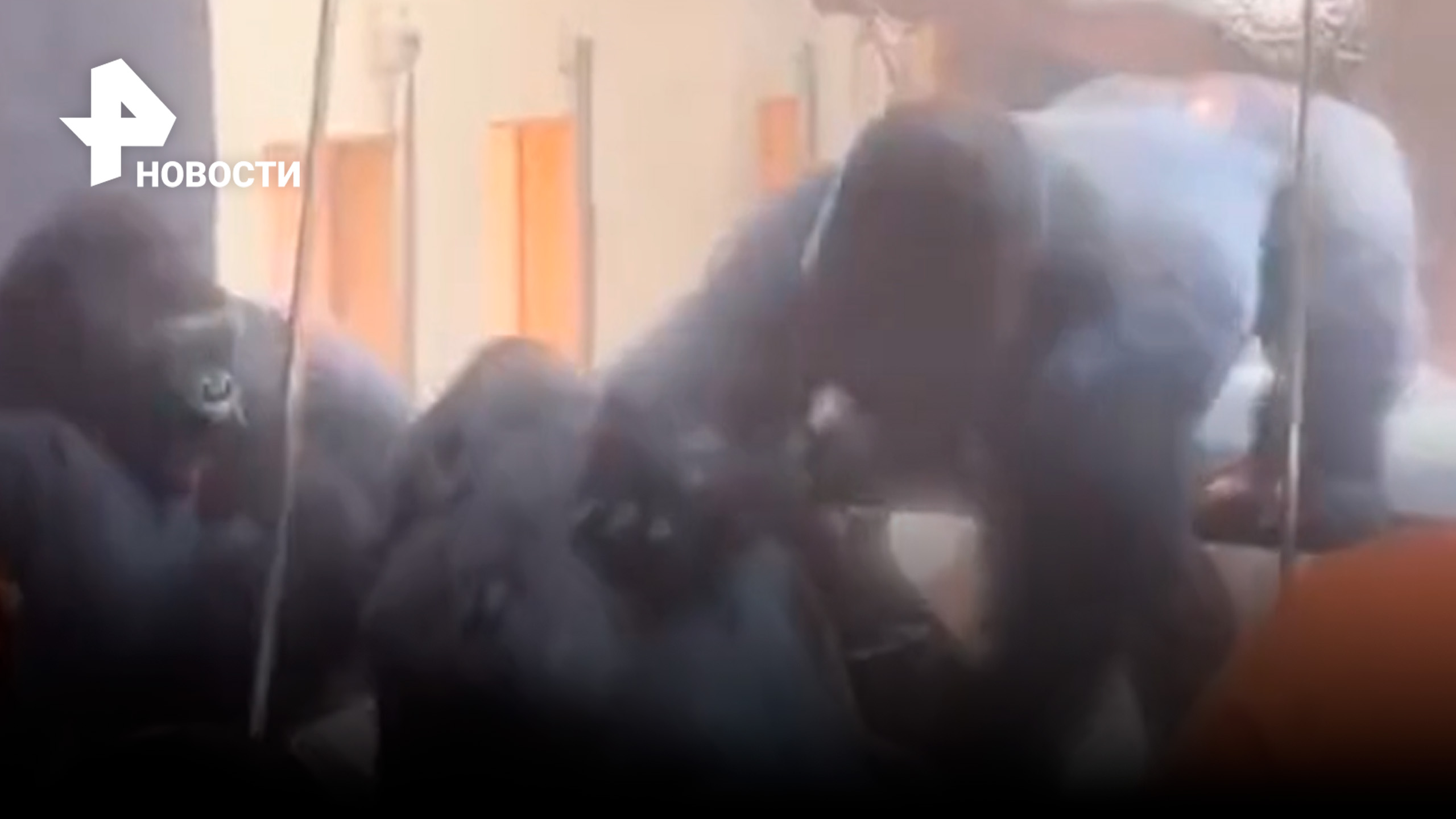 Дебош горилл в зоопарке попал на видео / РЕН Новости
