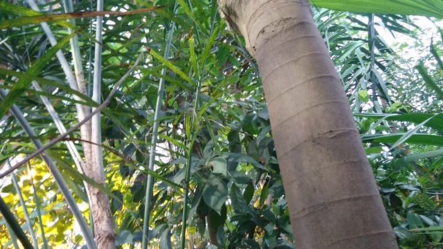Цекропия (лат. Cecropia) в тропической оранжерее ботанического сада г. Орхус, Дания. 15 дек. 2021