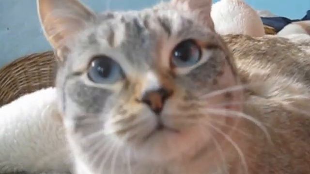 Голубоглазый кот