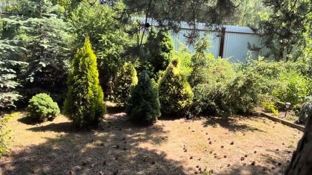 Моя любимая дача 18 июня 2023❤️ Покошен весь участок и за забором. Поливаю! Пионы, хосты, хвойные ❤ смотреть онлайн