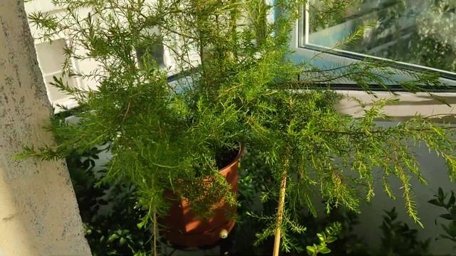 Обзор растений на южном подоконнике, обзор растений на балконе, лето 2021 г. смотреть онлайн