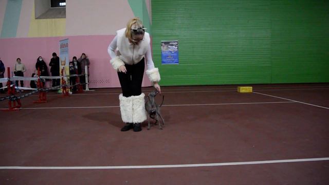 6. Дети Шепель Диана и левретка Бесса смотреть онлайн