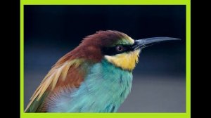 Золотистая щурка или пчелоедка, красивая птичка.