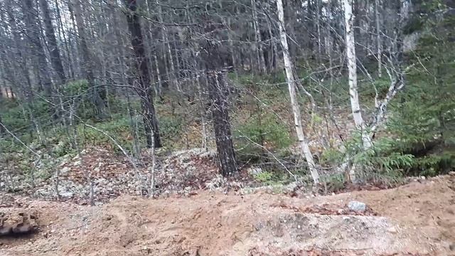 Металлокоп на лесной дороге.Коп до темноты.Неожиданный гость!!!
