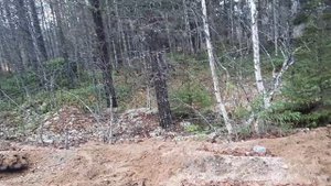 Металлокоп на лесной дороге.Коп до темноты.Неожиданный гость!!!