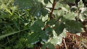 Развитие роз из питомника Фокино. Весна 2021