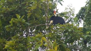 Птица-носорог чистит перья