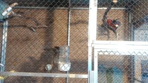 Разведение розелл, содержание розелл. Пара розелл. Первый день вместе.